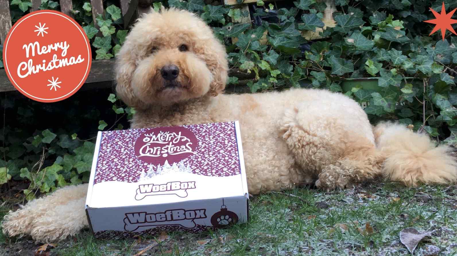 Kerstpakket voor uw hond: de WoefBox Stichting De hond kan de was doen